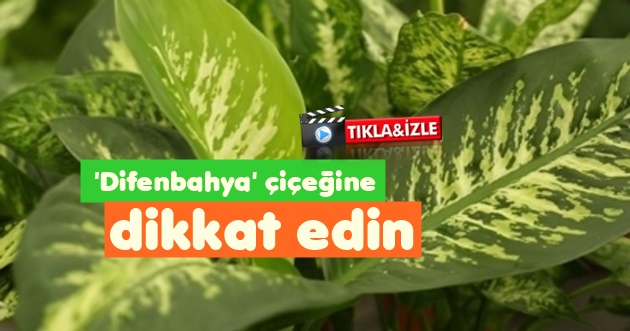   Halk arasında ‘ağlayan