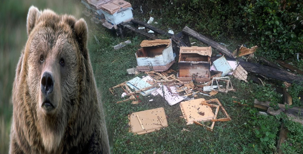 Yenice’ de arı kovanları ayıların saldırısına uğradı