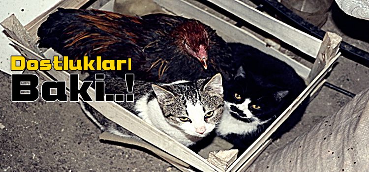 Kim Demiş Horozla, Kedi Dost Olmaz Diye
