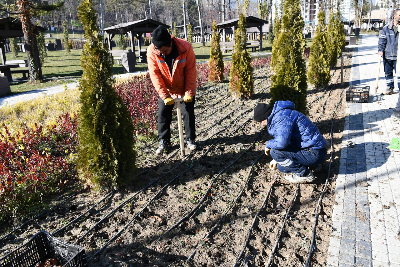 Karabük Belediyesi 25 Bin Adet Lale Soğanını Toprakla Buluşturdu