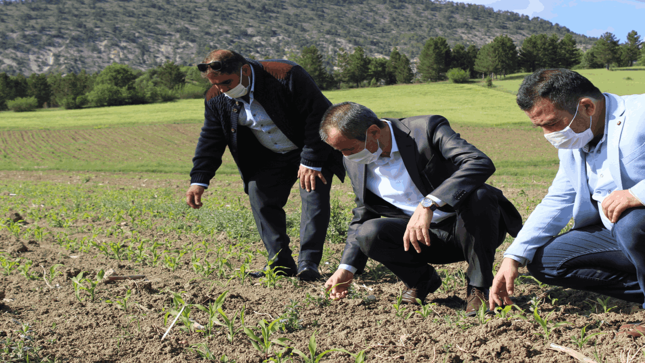 İl Tarım ve Orman Müdürü Çetin Ayvalık, Ovacık’taki tarlalarda incelemelerde bulundu
