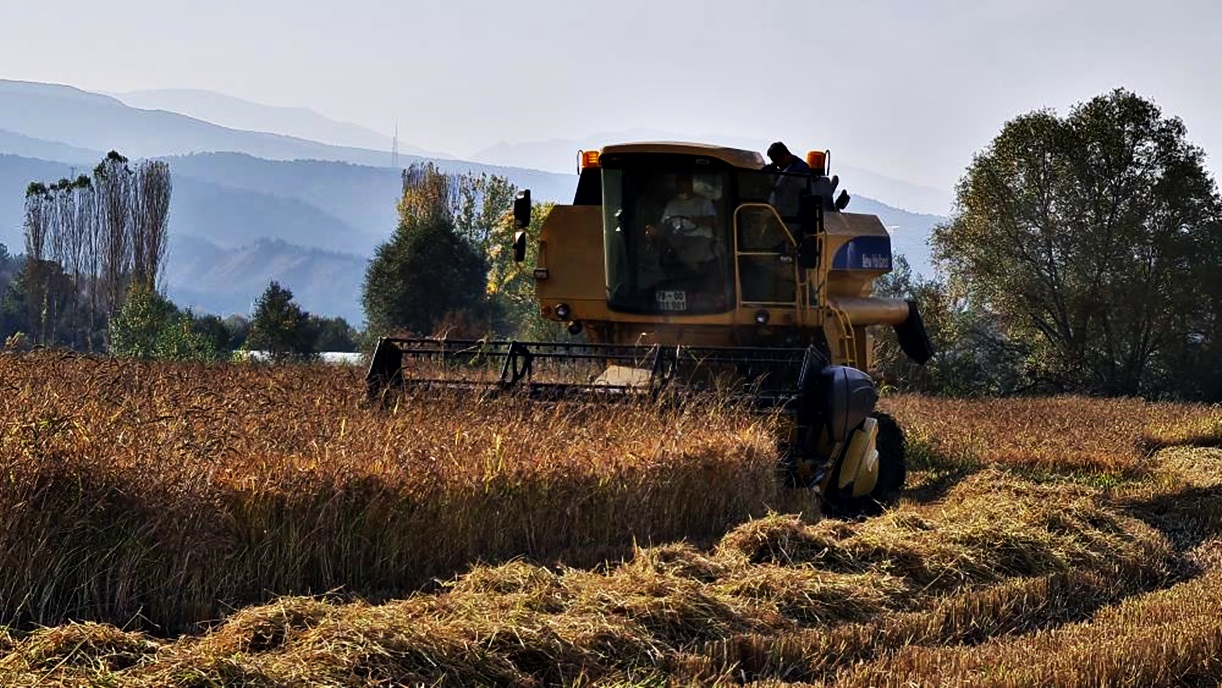 Sanayi Kentinin Tarım Yüzü, Pirinçte Hasat Başladı