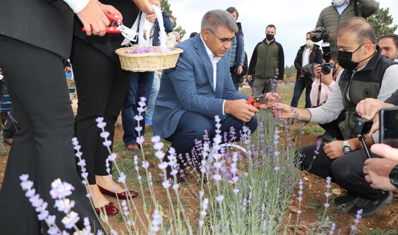 Safran Festivali; safran, lavanta ve ada çayı hasadı ile sona erdi