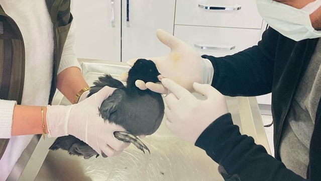 Tedavisi tamamlanan sakarmeke kuşu doğaya salındı