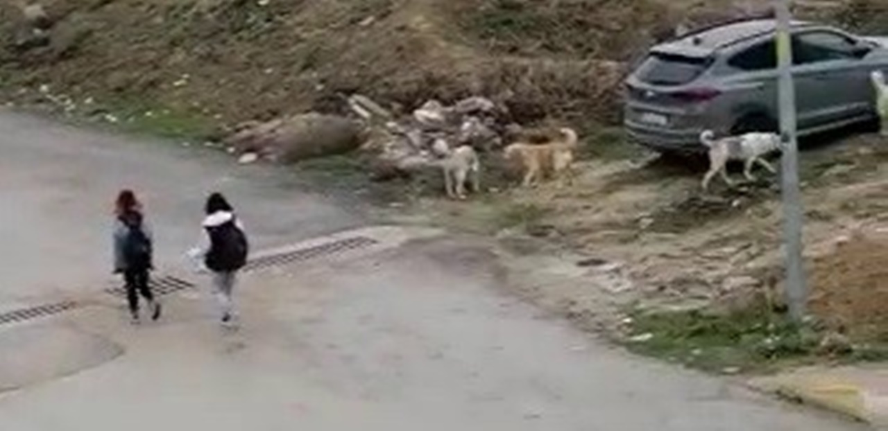 Safranbolu’da Başıboş köpekler öğrencilerin korkusu oldu