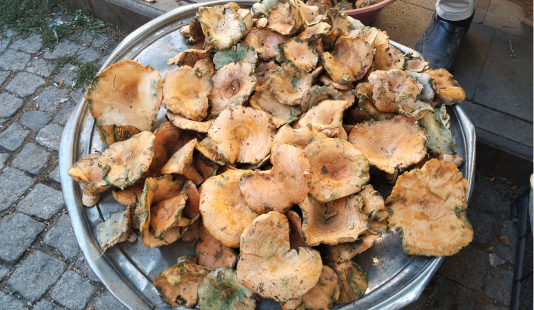 Bilimsel adı ‘Lactarius salmonicolor’