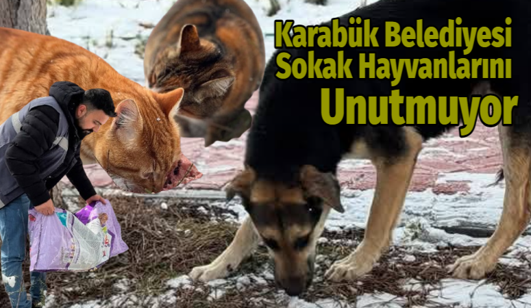 Karabük Belediyesi, soğuk hava koşullarında sokak hayvanlarının beslenme ihtiyacını karşılamak