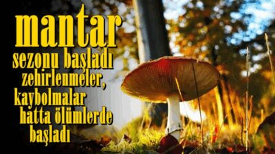 Karabük’ün Eflani ilçesinde  mantar toplamaya  çıkan  Gıyasi Karademir ormanlık alanda