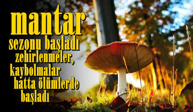 Karabük’ün Eflani ilçesinde  mantar toplamaya  çıkan  Gıyasi Karademir ormanlık alanda